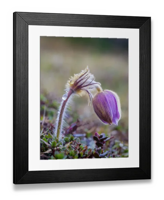 Framed Print : Spring pasqueflower also called arctic violet, lady of the snows growing in the high mountains of the Engadin. Switzerland, Val S-Charl