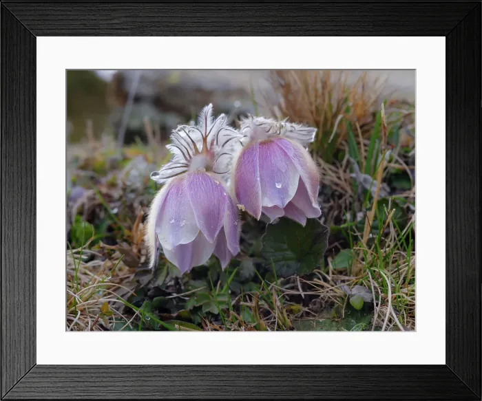 Framed Print : Spring pasqueflower also called arctic violet, lady of the snows growing in the high mountains of the Engadin in the Samnaun mountains. Switzerland, Alp Laret