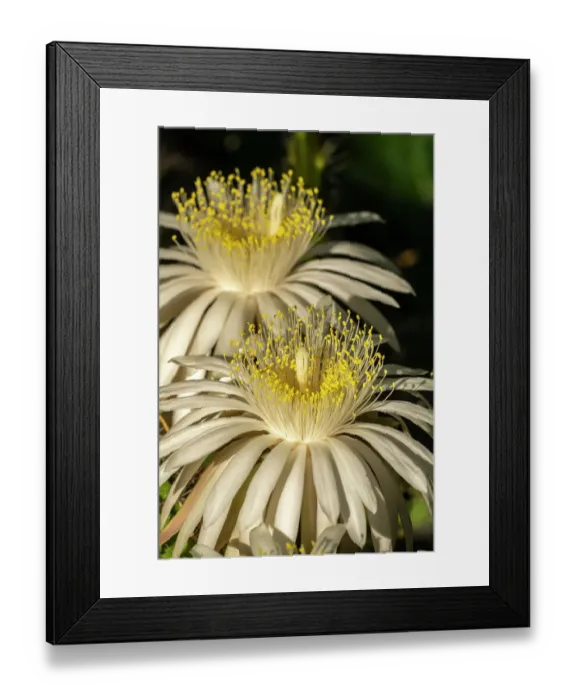 Framed Print : USA, Arizona, Tohono Chul. Close-up of cereus cactus blossoms. ©Cathy & Gordon Illg  /  Jaynes Gallery  /  DanitaDelimont.com