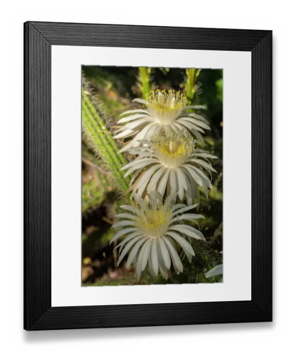 Framed Print : USA, Arizona, Tohono Chul. Close-up of cereus cactus blossoms. ©Cathy & Gordon Illg / Jaynes Gallery / DanitaDelimont.com Framed Print : USA, Arizona, Tohono Chul. Close-up of cereus cactus blossoms. ©Cathy & Gordon Illg / Jaynes Gallery / DanitaDelimont.com