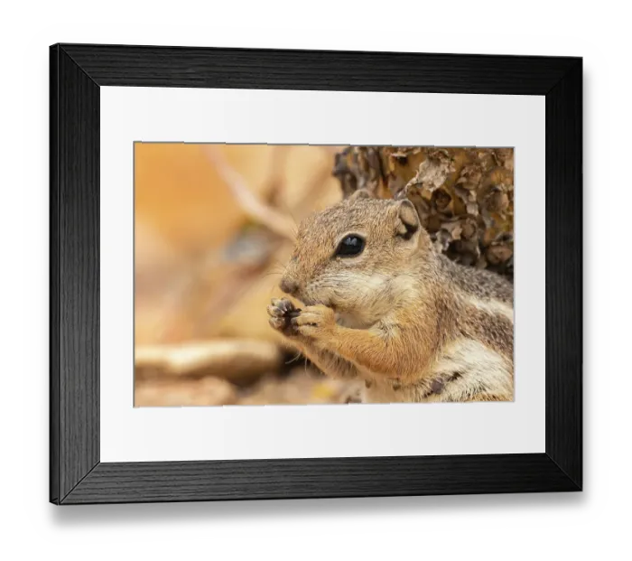 Framed Print : USA, Arizona. Ground squirrel feeding. ©Cathy & Gordon Illg / Jaynes Gallery / DanitaDelimont.com Framed Print : USA, Arizona. Ground squirrel feeding. ©Cathy & Gordon Illg / Jaynes Gallery / DanitaDelimont.com