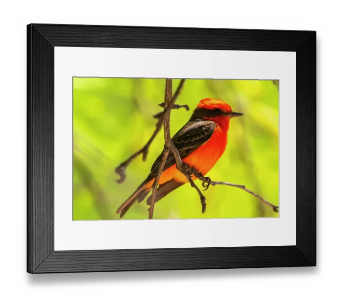 Framed Print : USA, Arizona. Male vermillion flycatcher singing. ©Cathy & Gordon Illg / Jaynes Gallery / DanitaDelimont.com Framed Print : USA, Arizona. Male vermillion flycatcher singing. ©Cathy & Gordon Illg / Jaynes Gallery / DanitaDelimont.com