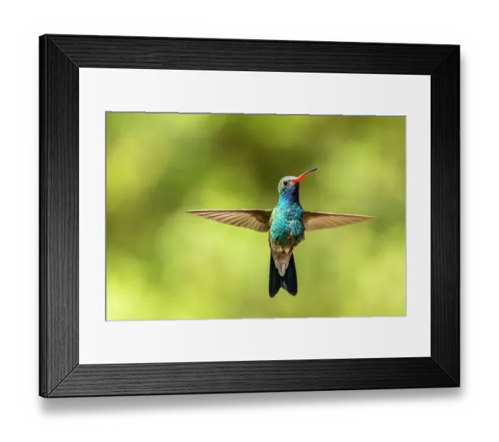 Framed Print : USA, Arizona. Broad-billed hummingbird in flight. ©Cathy & Gordon Illg / Jaynes Gallery / DanitaDelimont.com Framed Print : USA, Arizona. Broad-billed hummingbird in flight. ©Cathy & Gordon Illg / Jaynes Gallery / DanitaDelimont.com