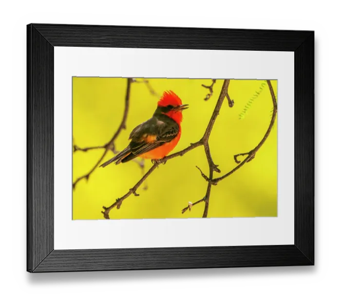 Framed Print : USA, Arizona. Vermillion flycatcher male singing in tree. ©Cathy & Gordon Illg  /  Jaynes Gallery  /  DanitaDelimont.com
