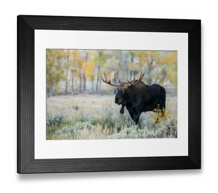 Framed Print : Bull moose on the move, autumn cottonwoods of Wyoming Framed Print : Bull moose on the move, autumn cottonwoods of Wyoming