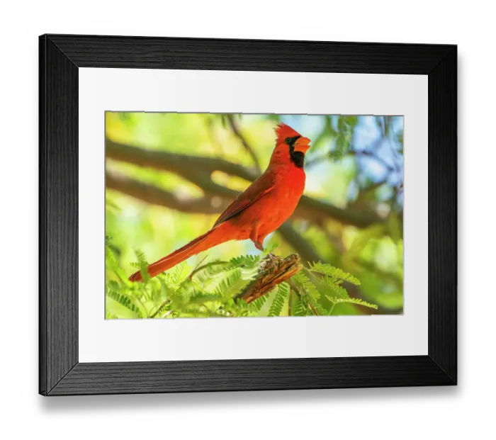 Framed Print : USA, Arizona, Desert Meadows Park. Northern cardinal singing. ©Cathy & Gordon Illg / Jaynes Gallery / DanitaDelimont.com Framed Print : USA, Arizona, Desert Meadows Park. Northern cardinal singing. ©Cathy & Gordon Illg / Jaynes Gallery / DanitaDelimont.com