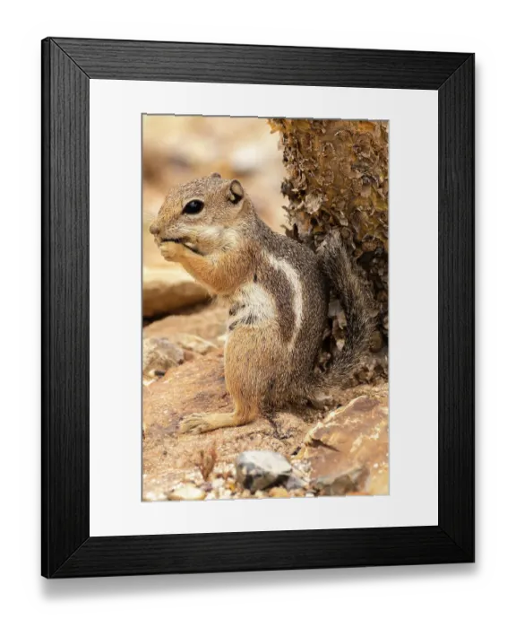 Framed Print : USA, Arizona, Ramsey Canyon. Cliff chipmunk feeding. ©Cathy & Gordon Illg / Jaynes Gallery / DanitaDelimont.com Framed Print : USA, Arizona, Ramsey Canyon. Cliff chipmunk feeding. ©Cathy & Gordon Illg / Jaynes Gallery / DanitaDelimont.com