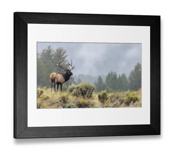 Framed Print : Bull elk, autumn rain in the sage brush country of the Rocky Mountains, Wyoming, USA Framed Print : Bull elk, autumn rain in the sage brush country of the Rocky Mountains, Wyoming, USA