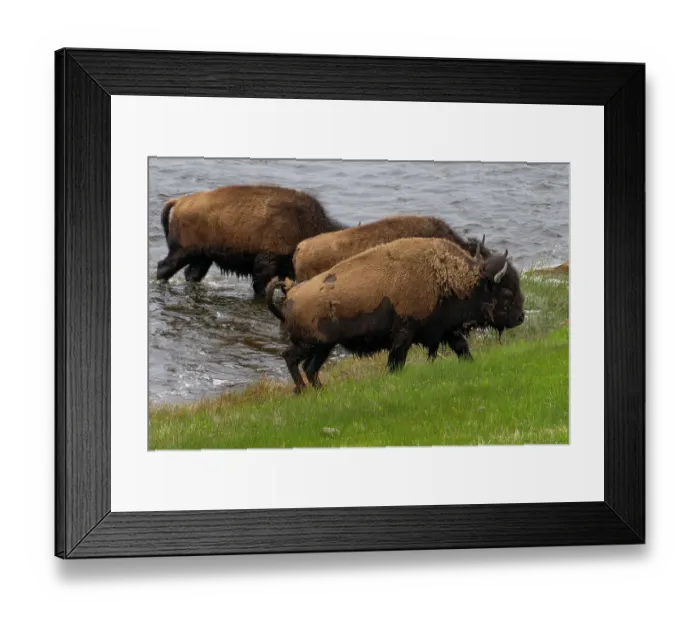 Framed Print : USA, Wyoming. Bison, Yellowstone National Park Framed Print : USA, Wyoming. Bison, Yellowstone National Park
