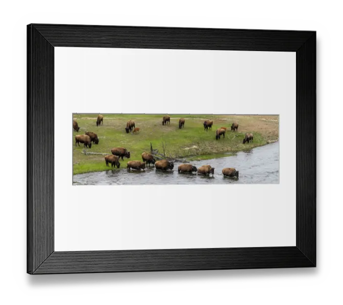 Framed Print : USA, Wyoming. Bison, Yellowstone National Park Framed Print : USA, Wyoming. Bison, Yellowstone National Park
