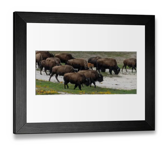 Framed Print : USA, Wyoming. Bison, Yellowstone National Park
