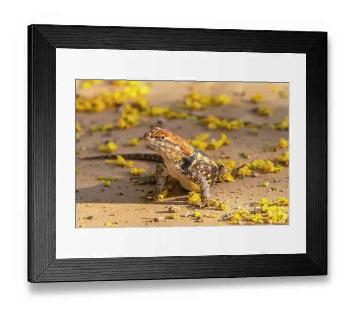 Framed Print : USA, Arizona, Desert Meadows Park. Desert spiny lizard close-up. ©Cathy & Gordon Illg / Jaynes Gallery / DanitaDelimont.com Framed Print : USA, Arizona, Desert Meadows Park. Desert spiny lizard close-up. ©Cathy & Gordon Illg / Jaynes Gallery / DanitaDelimont.com