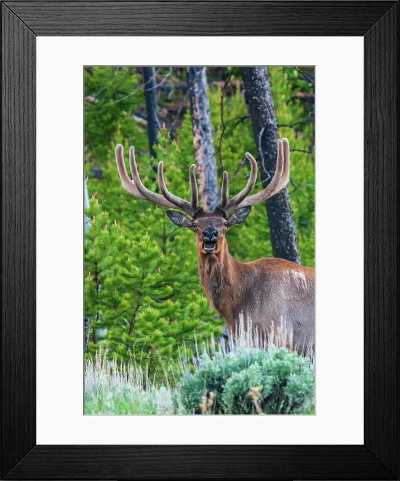 Framed Print : Rocky Mountain bull elk, Spring time in the Rockies, Wyoming, USA Framed Print : Rocky Mountain bull elk, Spring time in the Rockies, Wyoming, USA