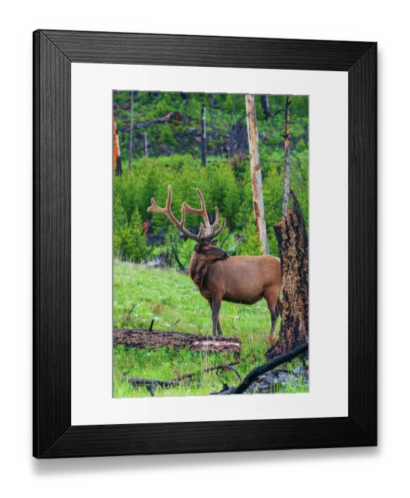 Framed Print : Rocky Mountain bull elk, Spring time in the Rockies, Wyoming, USA Framed Print : Rocky Mountain bull elk, Spring time in the Rockies, Wyoming, USA