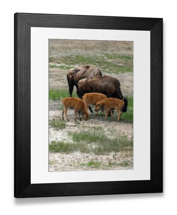Framed Print : USA, Wyoming. Bison, Yellowstone National Park
