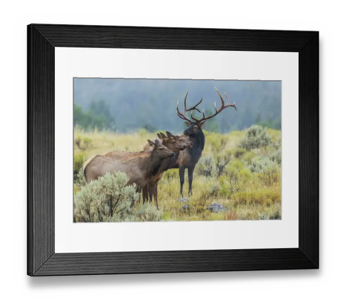 Framed Print : Bull elk protecting his cows from rival bull, Wyoming, USA Framed Print : Bull elk protecting his cows from rival bull, Wyoming, USA