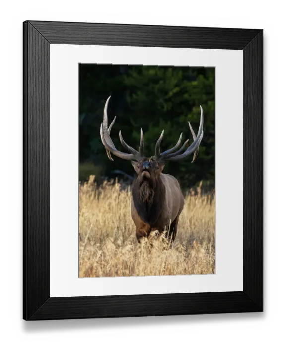 Framed Print : Giant bull elk claiming his territory, USA, Wyoming Framed Print : Giant bull elk claiming his territory, USA, Wyoming