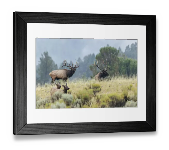 Framed Print : Bull elk protecting his cows from rival bull, Wyoming, USA