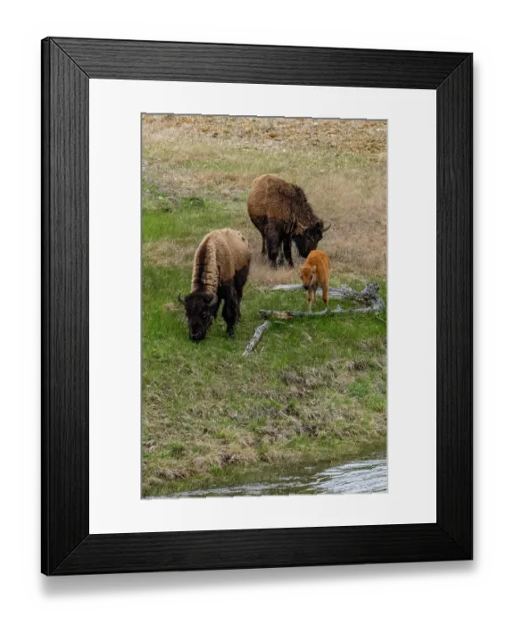 Framed Print : USA, Wyoming. Bison, Yellowstone National Park Framed Print : USA, Wyoming. Bison, Yellowstone National Park