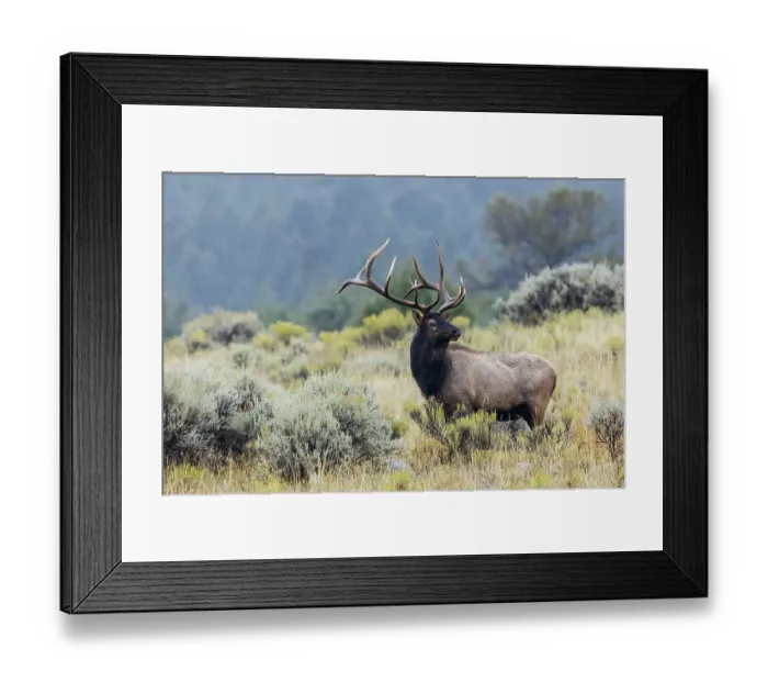 Framed Print : Bull elk soaking in the autumn rain, Wyoming, USA