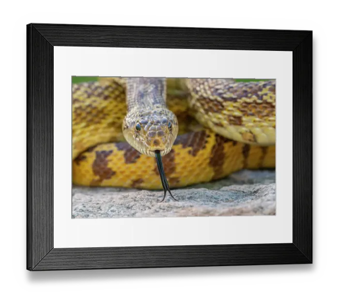 Framed Print : USA, Arizona. Close-up of captive gopher snake. ©Cathy & Gordon Illg / Jaynes Gallery / DanitaDelimont.com Framed Print : USA, Arizona. Close-up of captive gopher snake. ©Cathy & Gordon Illg / Jaynes Gallery / DanitaDelimont.com