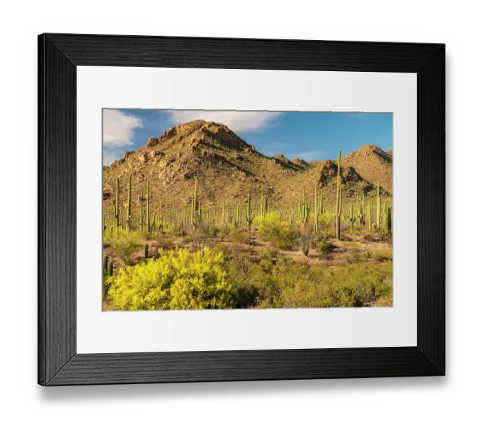 Framed Print : USA, Arizona, Saguaro National Park. Blooming palo verde trees and saguaro cactus forest. ©Cathy & Gordon Illg  /  Jaynes Gallery  /  DanitaDelimont.com