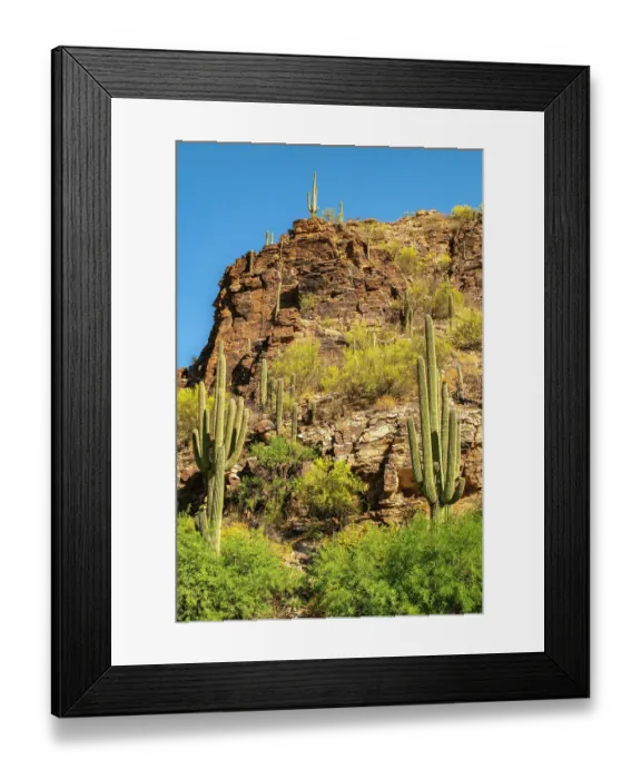 Framed Print : USA, Arizona, Sabino Canyon Recreation Area. Brittlebush and blooming ocotillo cactus. ©Cathy & Gordon Illg / Jaynes Gallery / DanitaDelimont.com Framed Print : USA, Arizona, Sabino Canyon Recreation Area. Brittlebush and blooming ocotillo cactus. ©Cathy & Gordon Illg / Jaynes Gallery / DanitaDelimont.com