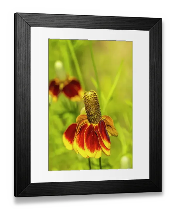 Framed Print : USA, Arizona, Tohono Chul. Mexican hat flower in bloom. ©Cathy & Gordon Illg / Jaynes Gallery / DanitaDelimont.com Framed Print : USA, Arizona, Tohono Chul. Mexican hat flower in bloom. ©Cathy & Gordon Illg / Jaynes Gallery / DanitaDelimont.com