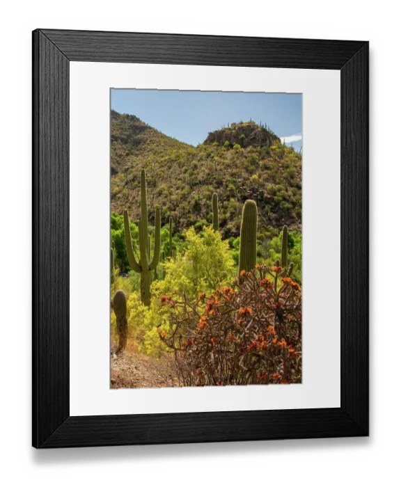 Framed Print : USA, Arizona, Sabino Canyon Recreation Area. Landscape with cholla and saguaro cacti. ©Cathy & Gordon Illg / Jaynes Gallery / DanitaDelimont.com Framed Print : USA, Arizona, Sabino Canyon Recreation Area. Landscape with cholla and saguaro cacti. ©Cathy & Gordon Illg / Jaynes Gallery / DanitaDelimont.com