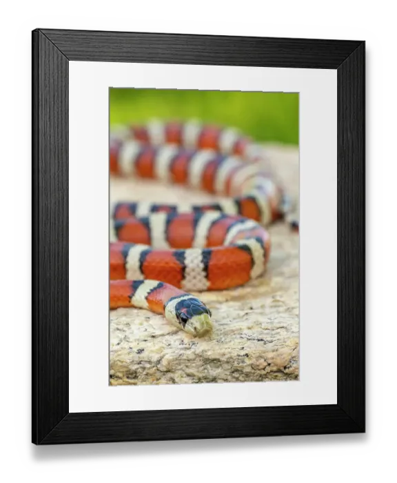 Framed Print : USA, Arizona. Captive Sonora mountain kingsnake. ©Cathy & Gordon Illg  /  Jaynes Gallery  /  DanitaDelimont.com