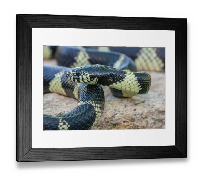 Framed Print : USA, Arizona. Captive California kingsnake close-up. ©Cathy & Gordon Illg / Jaynes Gallery / DanitaDelimont.com Framed Print : USA, Arizona. Captive California kingsnake close-up. ©Cathy & Gordon Illg / Jaynes Gallery / DanitaDelimont.com