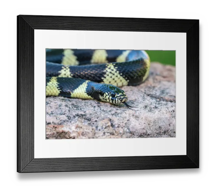 Framed Print : USA, Arizona. Captive California kingsnake close-up. ©Cathy & Gordon Illg  /  Jaynes Gallery  /  DanitaDelimont.com