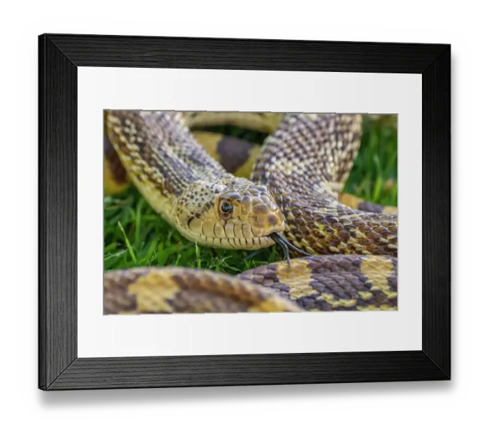 Framed Print : USA, Arizona. Close-up of captive gopher snake. ©Cathy & Gordon Illg  /  Jaynes Gallery  /  DanitaDelimont.com