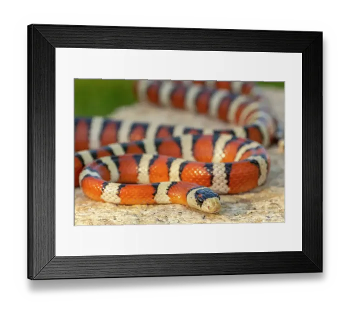 Framed Print : USA, Arizona. Captive Sonora mountain kingsnake. ©Cathy & Gordon Illg  /  Jaynes Gallery  /  DanitaDelimont.com
