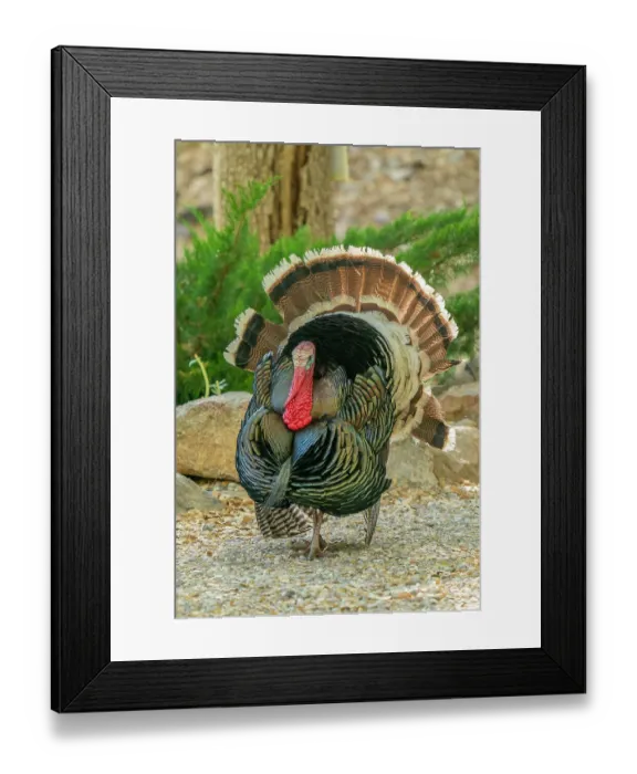 Framed Print : USA, Arizona, Ramsey Canyon. Male turkey displaying. ©Cathy & Gordon Illg / Jaynes Gallery / DanitaDelimont.com Framed Print : USA, Arizona, Ramsey Canyon. Male turkey displaying. ©Cathy & Gordon Illg / Jaynes Gallery / DanitaDelimont.com