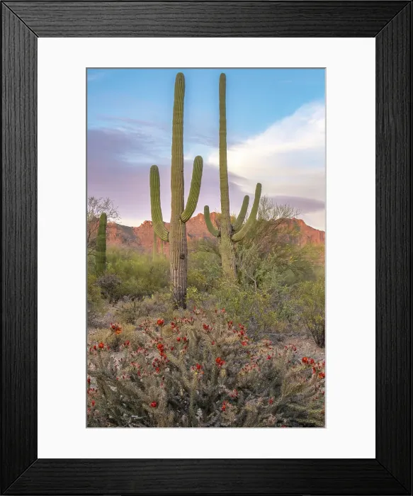 Framed Print : USA, Arizona, Tucson Mountain Park. Landscape with desert cacti and mountains. ©Cathy & Gordon Illg  /  Jaynes Gallery  /  DanitaDelimont.com