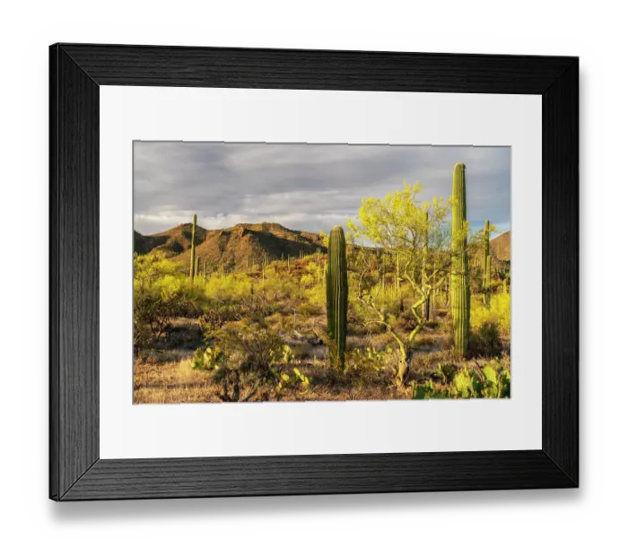 Framed Print : USA, Arizona, Saguaro National Park. Blooming palo verde trees and saguaro cacti. ©Cathy & Gordon Illg  /  Jaynes Gallery  /  DanitaDelimont.com