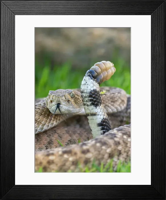 Framed Print : USA, Arizona. Captive western diamondback rattlesnake and rattle. ©Cathy & Gordon Illg / Jaynes Gallery / DanitaDelimont.com Framed Print : USA, Arizona. Captive western diamondback rattlesnake and rattle. ©Cathy & Gordon Illg / Jaynes Gallery / DanitaDelimont.com