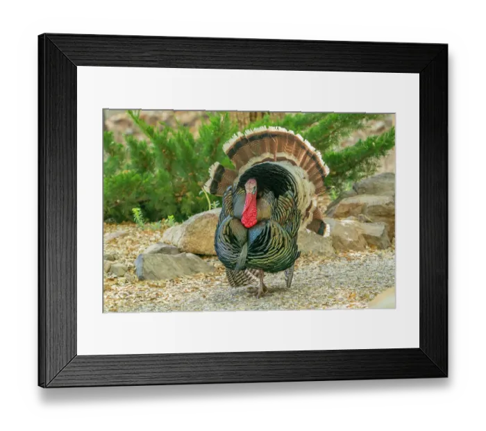 Framed Print : USA, Arizona, Ramsey Canyon. Male turkey displaying. ©Cathy & Gordon Illg / Jaynes Gallery / DanitaDelimont.com Framed Print : USA, Arizona, Ramsey Canyon. Male turkey displaying. ©Cathy & Gordon Illg / Jaynes Gallery / DanitaDelimont.com