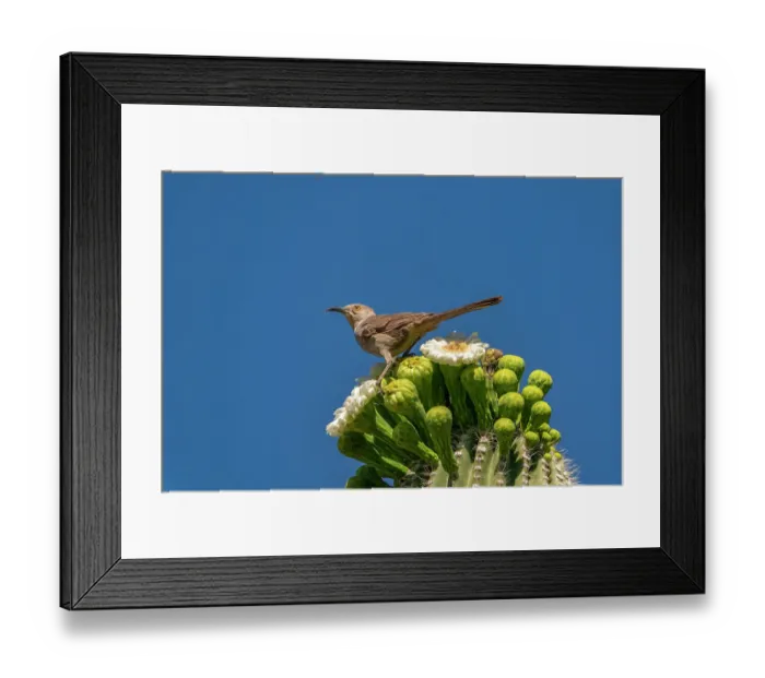 Framed Print : USA, Arizona, Sabino Canyon Recreation Area. Curve-billed thrasher atop saguaro cactus. ©Cathy & Gordon Illg / Jaynes Gallery / DanitaDelimont.com Framed Print : USA, Arizona, Sabino Canyon Recreation Area. Curve-billed thrasher atop saguaro cactus. ©Cathy & Gordon Illg / Jaynes Gallery / DanitaDelimont.com