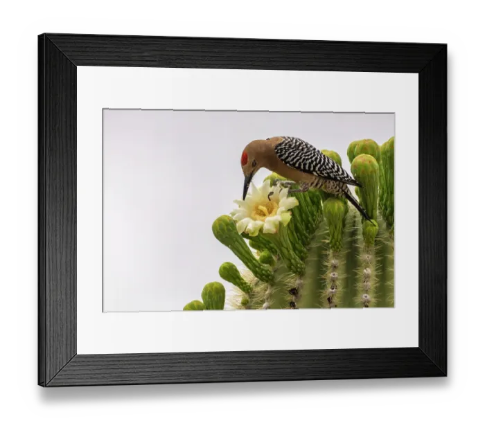 Framed Print : USA, Arizona, Sabino Canyon Recreation Area. Curve-billed thrasher feeding on saguaro cactus flower. ©Cathy & Gordon Illg / Jaynes Gallery / DanitaDelimont.com Framed Print : USA, Arizona, Sabino Canyon Recreation Area. Curve-billed thrasher feeding on saguaro cactus flower. ©Cathy & Gordon Illg / Jaynes Gallery / DanitaDelimont.com