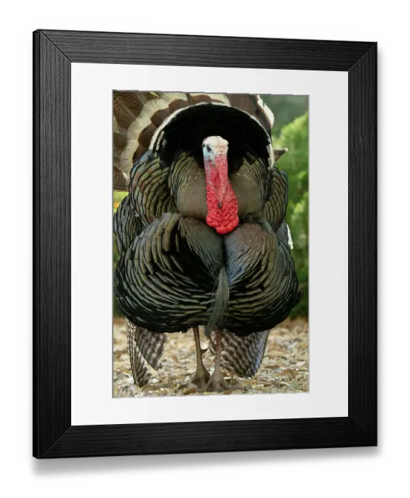 Framed Print : USA, Arizona, Ramsey Canyon. Male turkey displaying. ©Cathy & Gordon Illg / Jaynes Gallery / DanitaDelimont.com Framed Print : USA, Arizona, Ramsey Canyon. Male turkey displaying. ©Cathy & Gordon Illg / Jaynes Gallery / DanitaDelimont.com