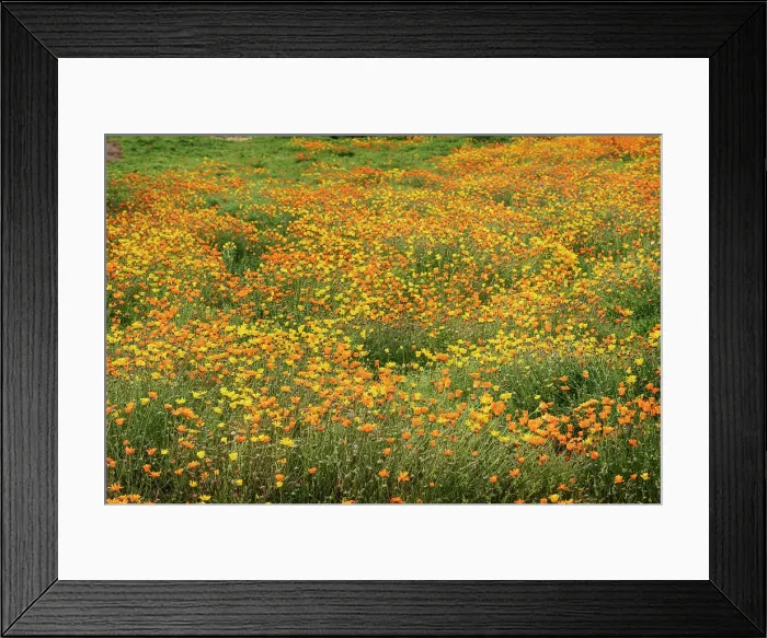 Framed Print : USA, Arizona, Phoenix. Field of cape marigold flowers. ©Don Grall  /  Jaynes Gallery  /  DanitaDelimont.com