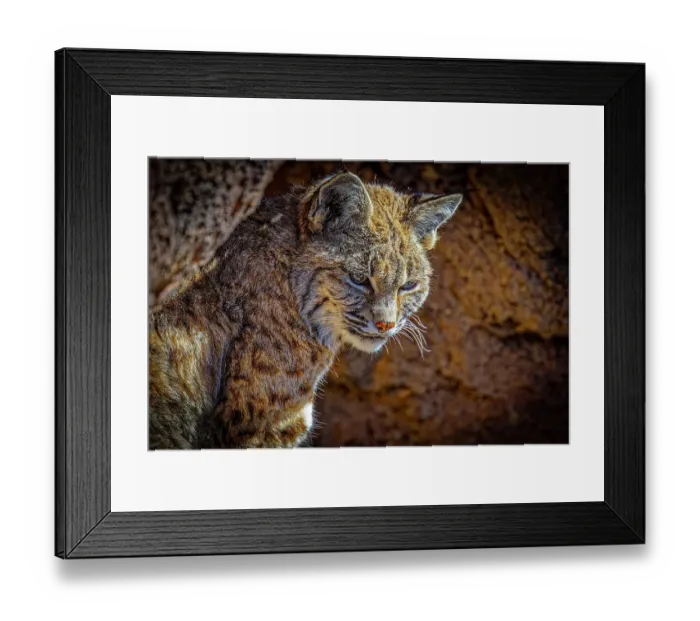 Framed Print : USA, Arizona, Tucson. Captive American bobcat close-up. ©Fred Lord / Jaynes Gallery / DanitaDelimont.com Framed Print : USA, Arizona, Tucson. Captive American bobcat close-up. ©Fred Lord / Jaynes Gallery / DanitaDelimont.com