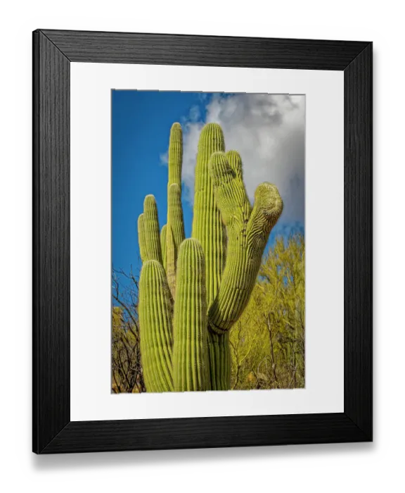 Framed Print : USA, Arizona, Tucson. Saguaro cactus close-up. Credit as Fred Lord / Jaynes Gallery / DanitaDelimont.com Framed Print : USA, Arizona, Tucson. Saguaro cactus close-up. Credit as Fred Lord / Jaynes Gallery / DanitaDelimont.com