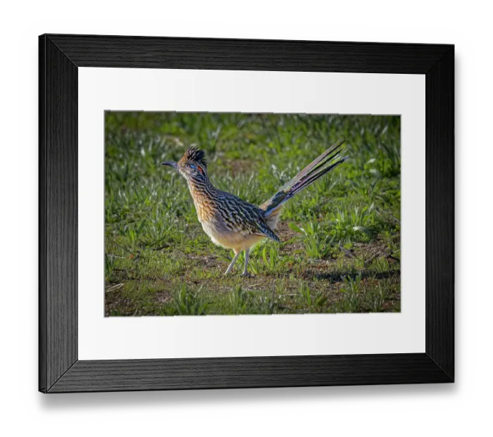 Framed Print : USA, Arizona, Tucson. Male greater roadrunner on ground. ©Fred Lord / Jaynes Gallery / DanitaDelimont.com Framed Print : USA, Arizona, Tucson. Male greater roadrunner on ground. ©Fred Lord / Jaynes Gallery / DanitaDelimont.com
