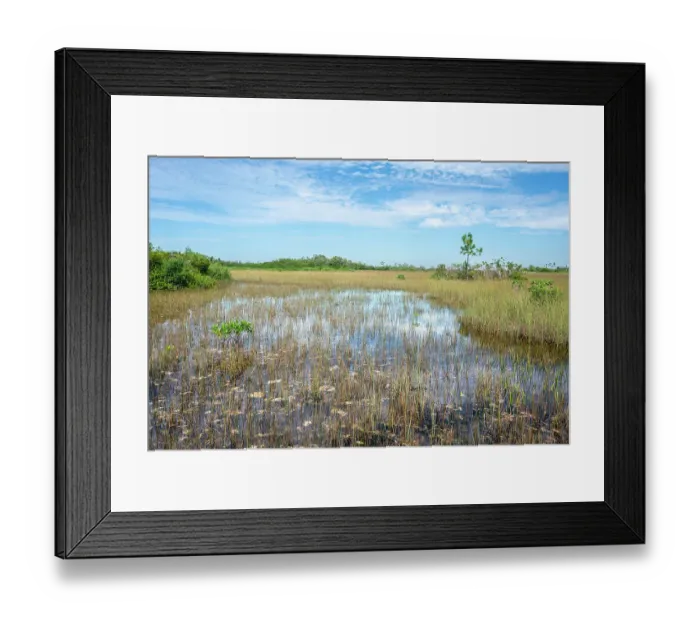 Framed Print : USA, Florida. Everglades National Park, marsh Framed Print : USA, Florida. Everglades National Park, marsh