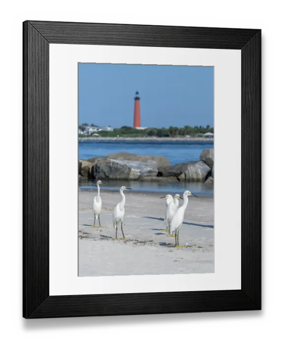 Framed Print : Snowy egrets on the jetty, New Smyrna Beach, Florida, view of Ponce de Leon Inlet Lighthouse Framed Print : Snowy egrets on the jetty, New Smyrna Beach, Florida, view of Ponce de Leon Inlet Lighthouse