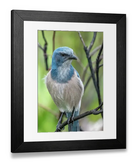 Framed Print : Florida scrub jay, Florida Framed Print : Florida scrub jay, Florida