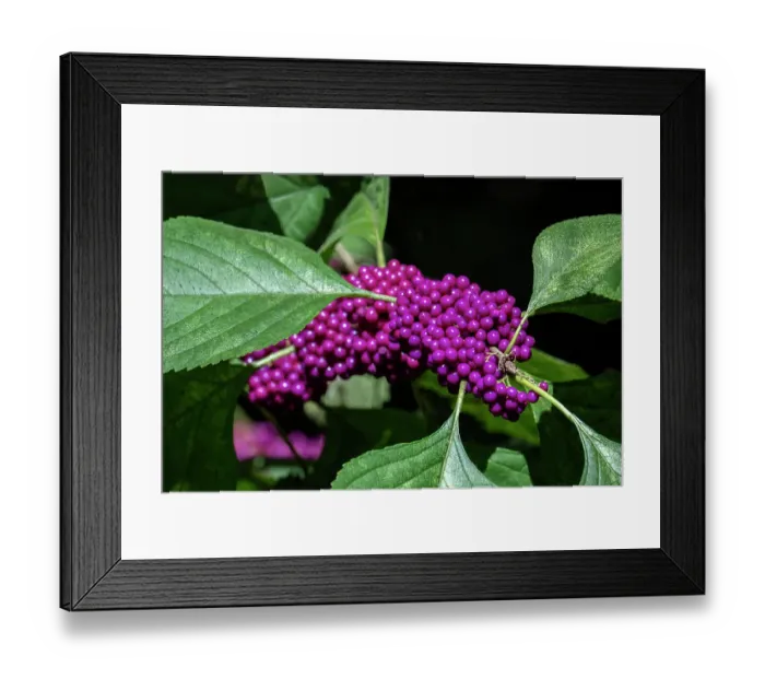 Framed Print : Beautyberry bush detail, Florida Framed Print : Beautyberry bush detail, Florida